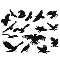 Silhouette of eagles vector image