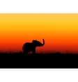 Elephant vector image