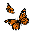 Monarch Butterfly vector image