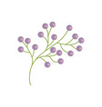 Branch flower wild image Branch flower wild image vector image