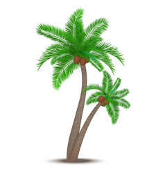 Tropical palm tree with coconuts vector image