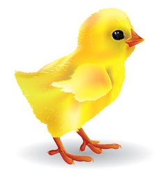 Baby chick vector image