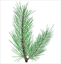 Pine branch on white background vector image
