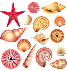 Shells set vector image