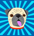 Face of cute pug with collar on blue starburst vector image