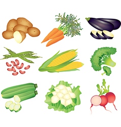 Vegetables popular set vector image