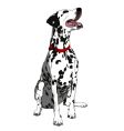 Obedient dalmatian vector image