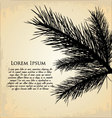 Pine branch background vector image