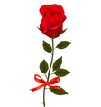 Beauty red rose with bow Beauty red rose with bow vector image