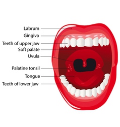 Mouth vector image