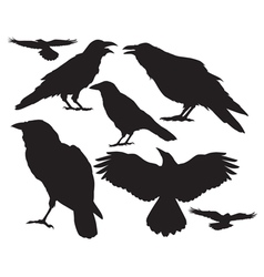 Raven silhouette vector image