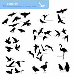 Birds vector image