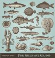 Set fish shells and seafood vector image