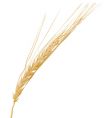 Wheat ear vector image