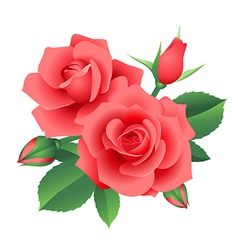 Rose vector image
