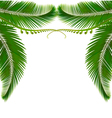 Palm leaves on white background vector image