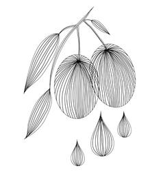 Olive branch vector image
