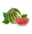 Watermelon with slices vector image