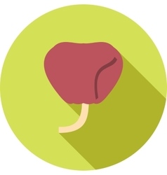 Prostate gland in male human Royalty Free Vector Image