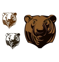 Big grizzly bear vector image