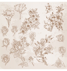 Detailed Hand Drawn Flowers vector image