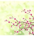 Cherry tree blossoms vector image