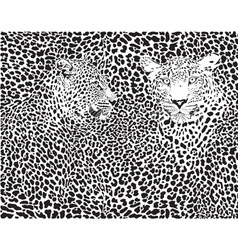 Leopard pattern background vector image