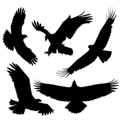 Eagle Silhouette vector image