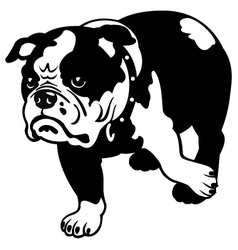 English bulldog black and white vector image