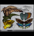Set of wings vector image