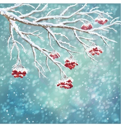 Winter snow covered rowanberry branch background vector image