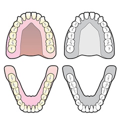 Tooth Chart vector image