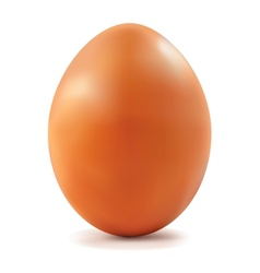 Chicken Egg vector image