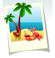 Summer shot vector image