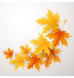Autumn maples falling leaves background vector image