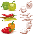 Peppers vector image