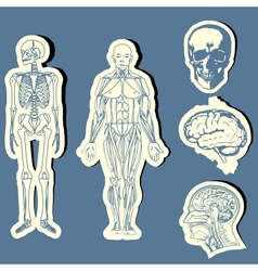 Human anatomy vector image