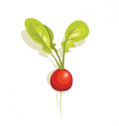 Radish vector image