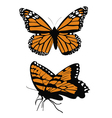 Monarch butterflys vector image