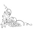 Design element - Grapevine vector image