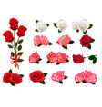 Roses graphics vector image