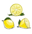 Ripe lemon with leaf vintage vector image