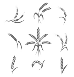 Wheat ears or rice icons set Agricultural symbols vector image