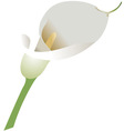Calla vector image