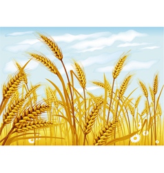Wheat in the field vector image
