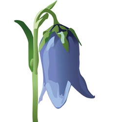 Bellflower vector image