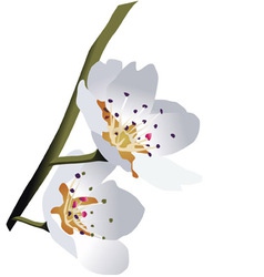 Cherry vector image