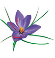 Crocus vector image