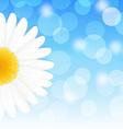 Daisy Background vector image