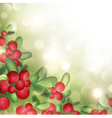 Cranberries vector image